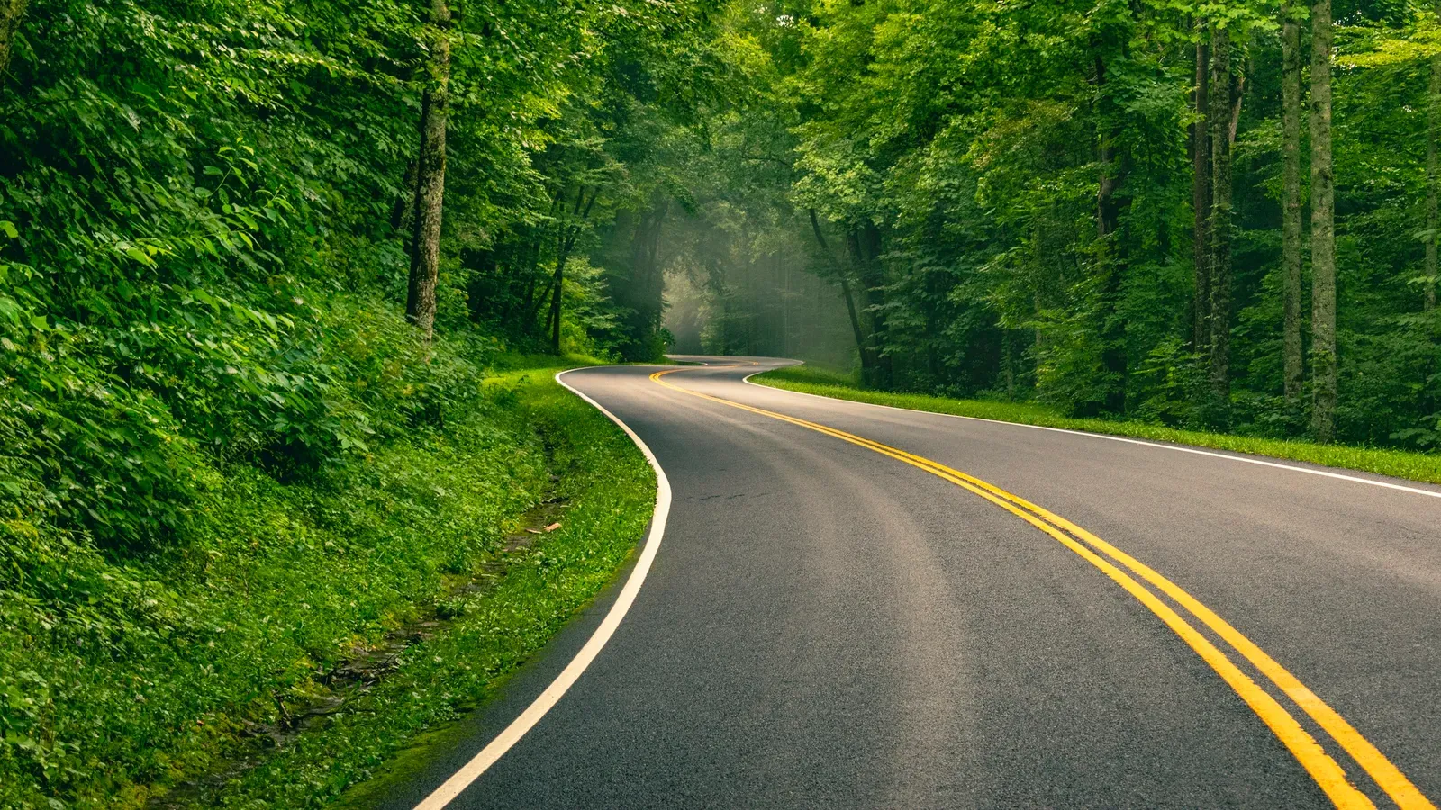 A two-lane road curving through dense green forest with mist rising among the trees